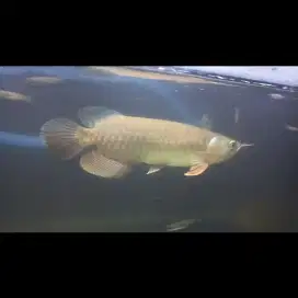 Ikan arwana golden red 20cm