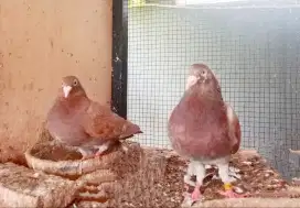 Merpati Pos Chocolate Produksi