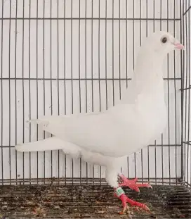 Merpati Pos White Jantan