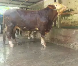 Sapi Kurban / Qurban
