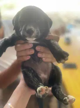Jual anjing (open adopt)