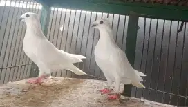 Merpati Endemik Jabun