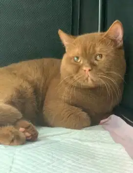 Munchkin BSH pejantan