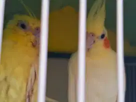 Jual burung Falk beserta kandang