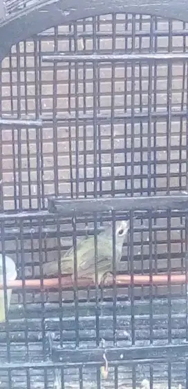 Burung cak jempol ,rajin bunyi .full set
