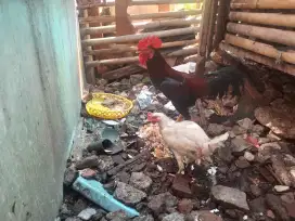 Ayam kampug sepasang