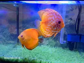 Discus indukkan 1 pasang