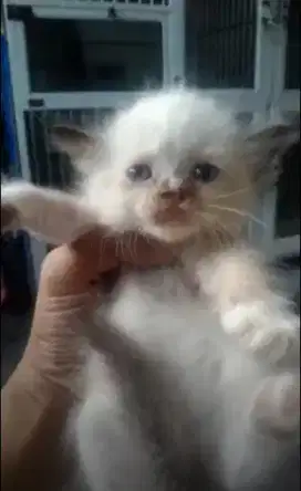 Kitten Himalaya Ragdoll
