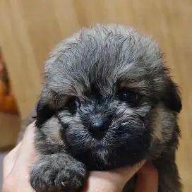 Dijual Anjing Lucu