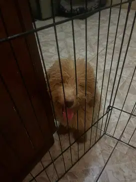 Toy Poodle Jantan
