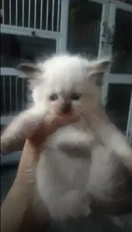 Kucing Himalaya Gembul