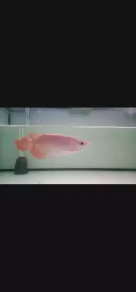 ikan hias Arwana SR SB Spek kontes unik mulut Hiu size -+30cm