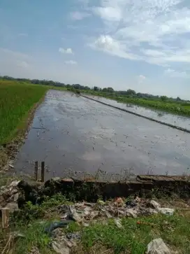 Sawah pertanian