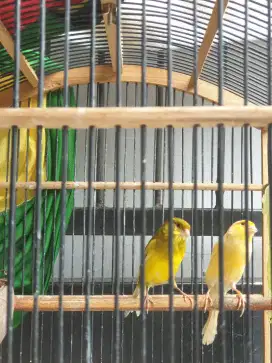 Kanari Jodohan sudah bertelur