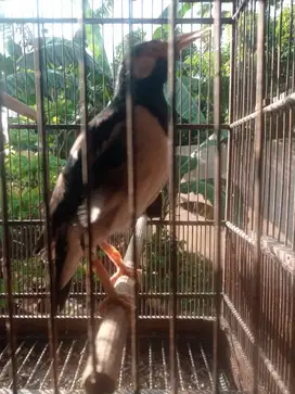 Jalak uren gacor dor