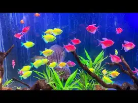 Ikan Guppy kecil