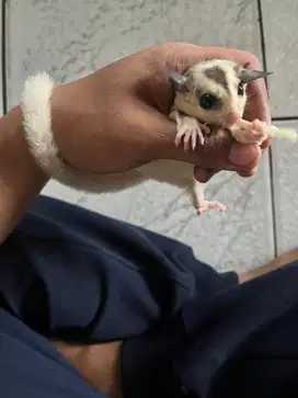 Sugar Glider Mozaik Jantan