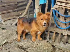 Anjing border collie
