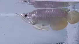 Arwana golden red King