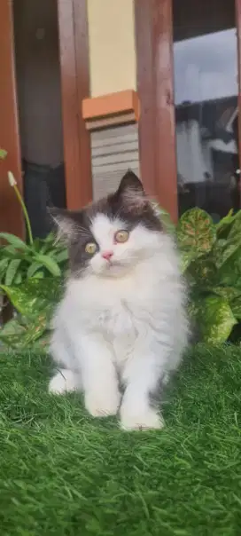 La Jantan Gembul Imut 3.5+ bulan