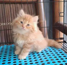 Anak kucing anggora/kitten persia flatnose/kucing  persia   betina