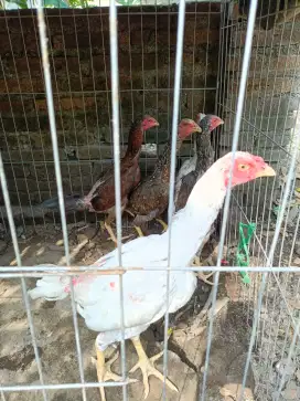 Ayam kampung asli