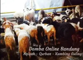 Domba Qurban 77