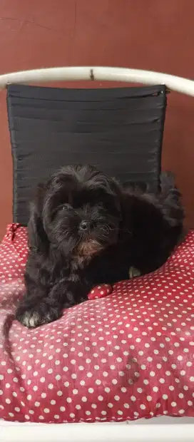 Dijual anakan Shitzu x Poodle 2bulan. Lokasi BOGOR