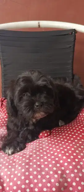 Dijual anakan Shitzu x Poodle 2Bulan. Lokasi BOGOR