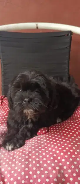 Dijual Anakan Shitzu x Poodle 2Bulan. Lokasi BOGOR