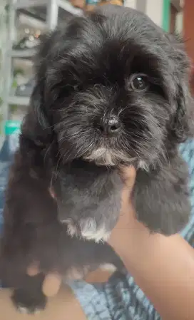 Dijual Anakan Shitzu x Poodle 2bulan. Lokasi BOGOR