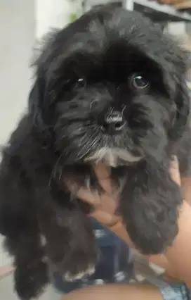 Dijual anakan Shitzu x Poodle 2bulan. Lokasi BOGOR