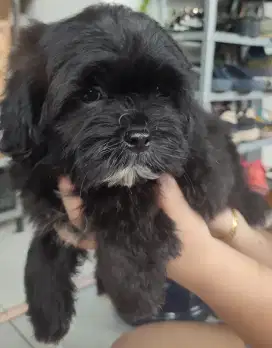 Dijual anakan Shitzu x Poodle 2bulan. Lokasi BOGOR