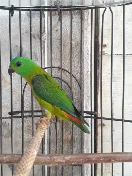 Lovebird masteran