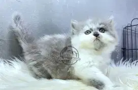 Kucing Persian Jantan