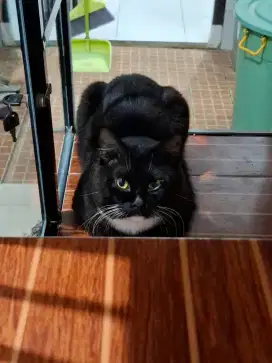 Lepas Adopt kucing hitam tuxedo