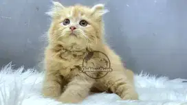 Kucing Persian betina