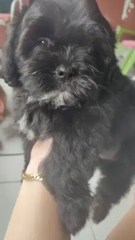 Anak anjing Shitzu x Poodle 2bln. Lokasi Bogor