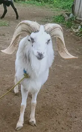 Jual domba, kambing, sapi qurban