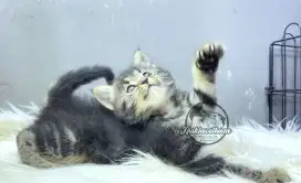 Kucing mujair betina