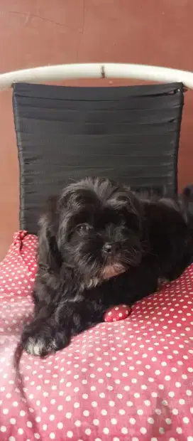 Anak anjing Shipoo (Shitzu Poodle) Usia 2bln. Lokasi BOGOR
