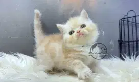 Kucing exotic short hair jantan