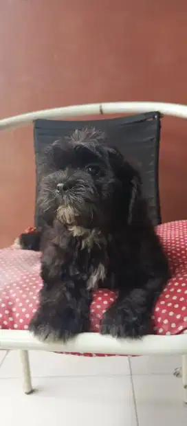 Anak Anjing Shipoo (Shitzu Poodle) 2bln. Lokasi BOGOR
