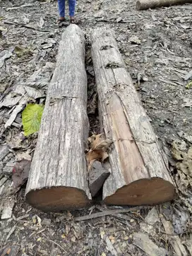 Kayu jati tpk blrra