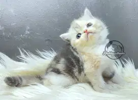 Kucing exotic short hair betina