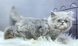 Kucing persi abu 2