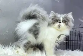 Kucing abu putih jantan
