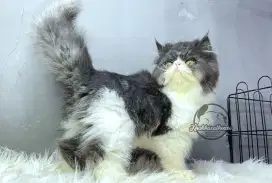 Kucing persian hitam putih