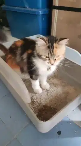 Open adopt Anakan Kucing Persia Peak Nose

Female
Usia 7-8bln