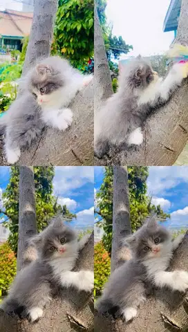 Kucing Persia Flatnose
